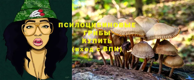 Галлюциногенные грибы Psilocybe  наркошоп  Сортавала 